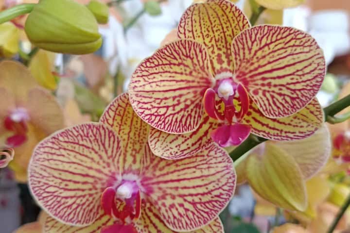 6. Orquídea. Foto - @interfloraquisqueyana (Instagram)