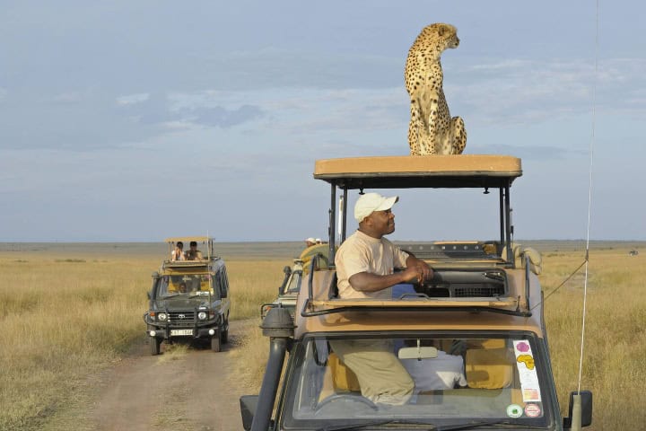 7. Cheetah sobre auto en Masai Mara. Foto - Alamy