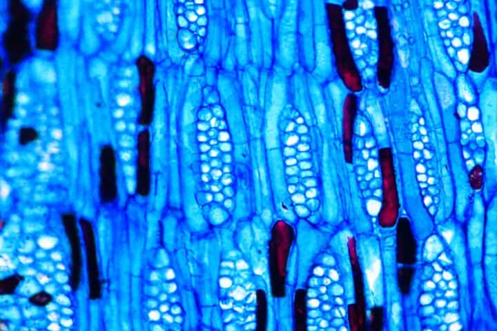9. Fotografía microscópica de Andira galeottiana de la xiloteca “Dr. Faustino Miranda". Foto - INECOL