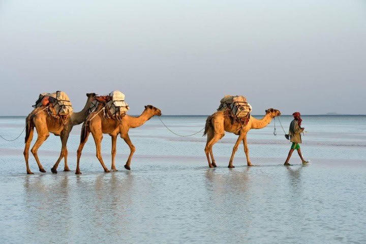 9. Caravana de camellos llevando sal de Danakil. Foto - Alamy