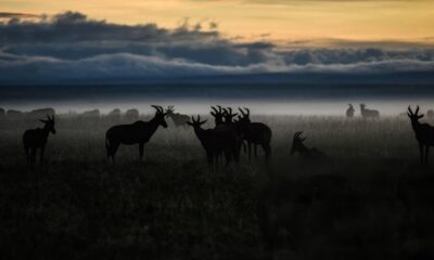 DESCUBRE MASAI MARA