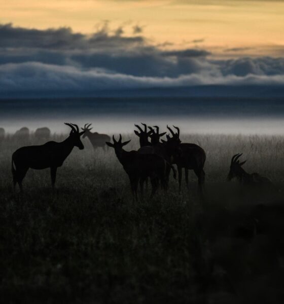 DESCUBRE MASAI MARA