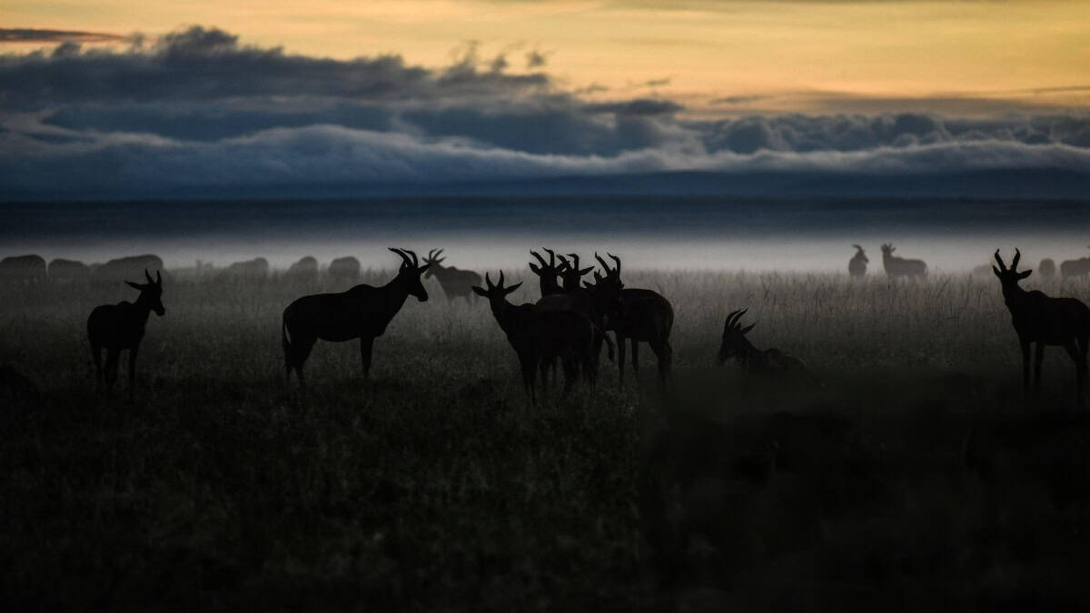 DESCUBRE MASAI MARA