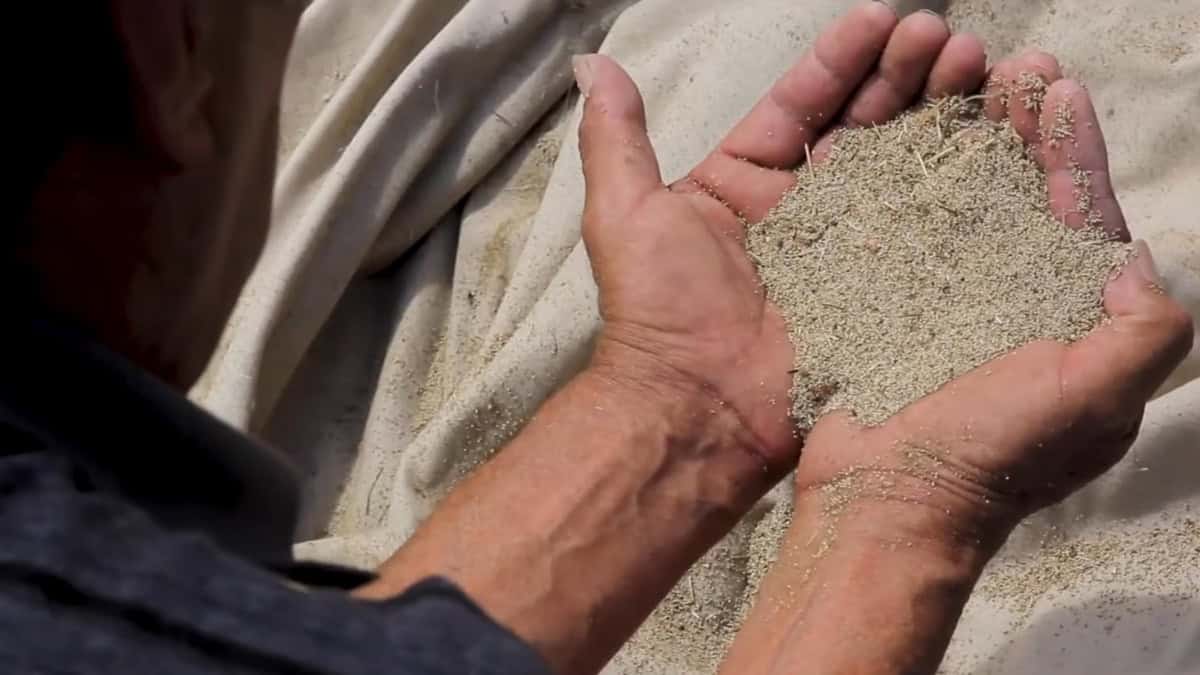 EL AHUAUTLE, EL CAVIAR MEXICANO