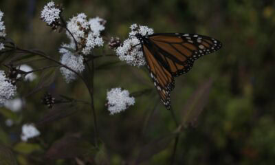 MARIPOSA MONARCA CON TURITOUR Y REHILETES