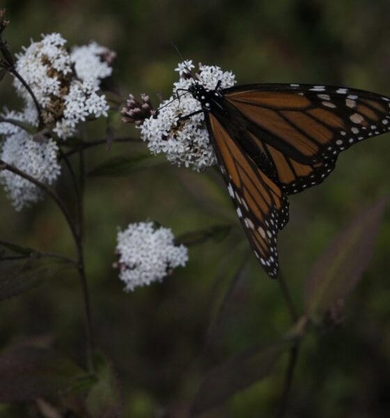 MARIPOSA MONARCA CON TURITOUR Y REHILETES