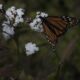 MARIPOSA MONARCA CON TURITOUR Y REHILETES