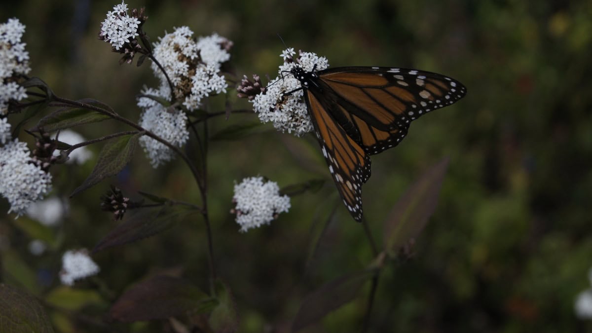 MARIPOSA MONARCA CON TURITOUR Y REHILETES