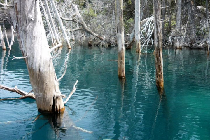 1. Bosque Sumergido del Lago Truful. Foto - @HugodeCucco (X)