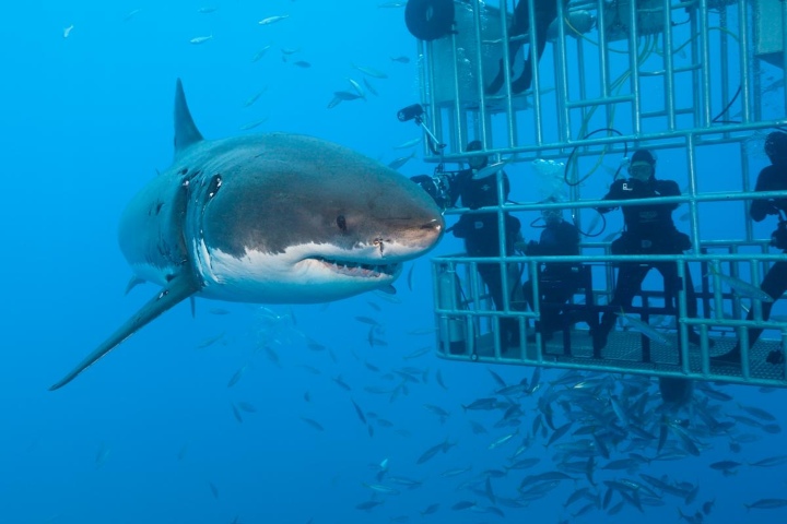 1. Nado con tiburones. Foto - Yahoo