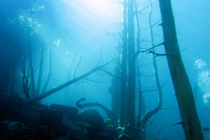3. Bosque Sumergido del Lago Truful. Foto - Tripin Argentina