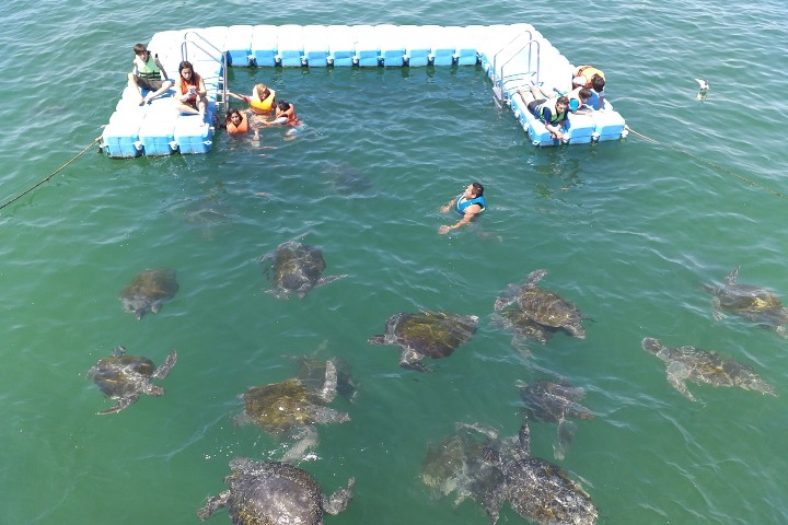 4. Nado con tortugas en playa Los Organos. Foto - Playa Tortugas Los Organos (Facebook)