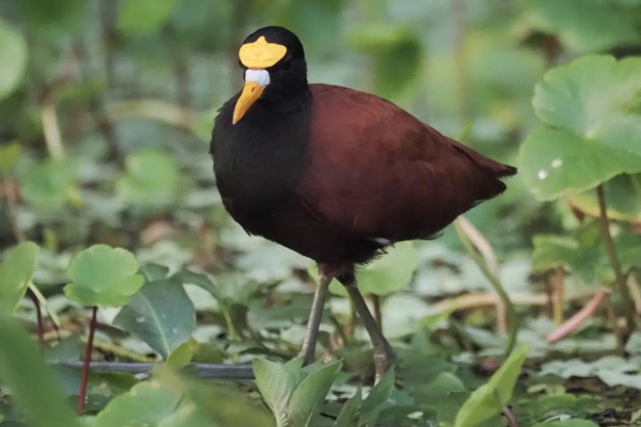 5. Jacana norteña en el Parque Nacional Tortuguero. Foto - @reisender_geograph (Instagram)