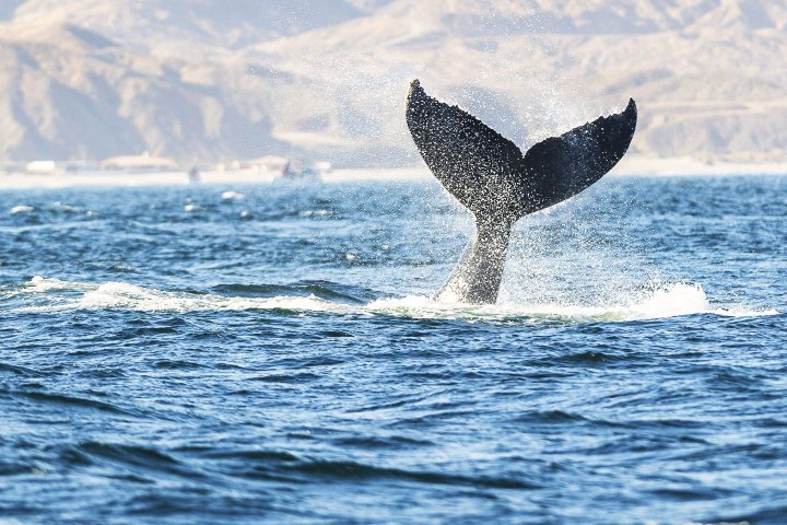5. Cola de ballena en playas de Perú. Foto - Peru Travel