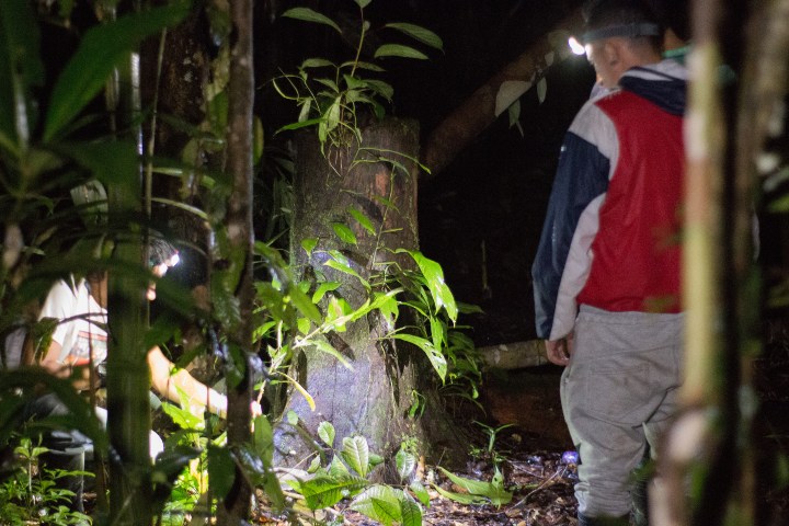 5. Caminata nocturna por el Amazonas. Foto - Amazonate