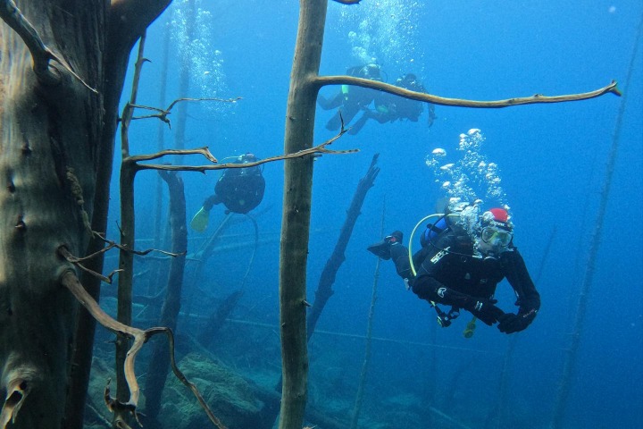 6. Buceo en el Bosque Sumergido del Lago Truful. Foto - @buceovla (Instagram)