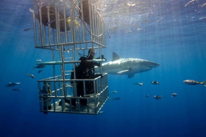 6. Nado con tiburones. Foto - El HuffPost
