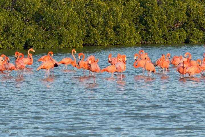 6. Flamenco rosado en la Reserva de la Biósfera Ría Lagartos. Foto - @lallaraba (Instagram)