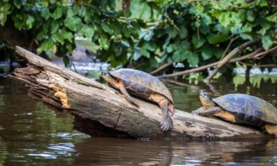 PARQUE NACIONAL TORTUGUERO DE COSTA RICA