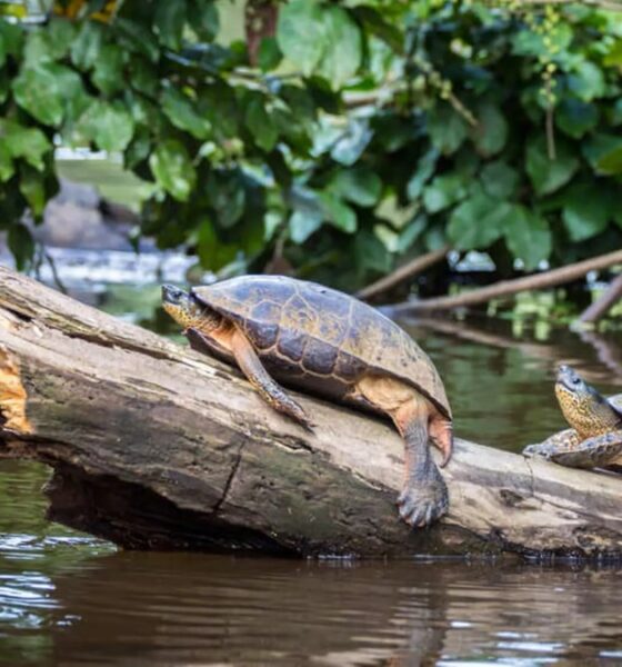 PARQUE NACIONAL TORTUGUERO DE COSTA RICA