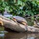 PARQUE NACIONAL TORTUGUERO DE COSTA RICA