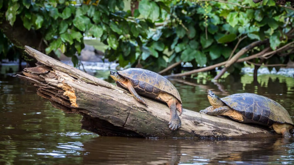 PARQUE NACIONAL TORTUGUERO DE COSTA RICA