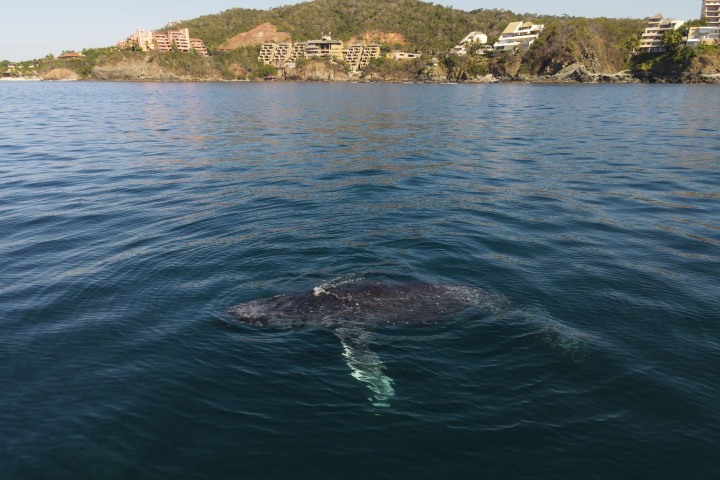 1. Ballena en Ixtapa-Zihuatanejo. Foto - Mero Adventure