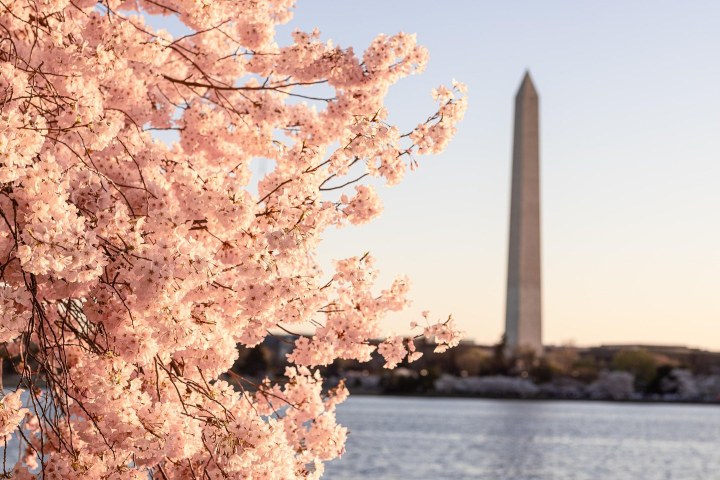 1. Cerezos junto al Monumento Washington. Foto - @visitfairfax (Instagram)