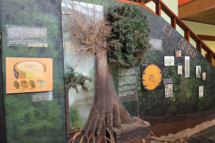 Exposición del árbol. Foto - Manuel Molina.