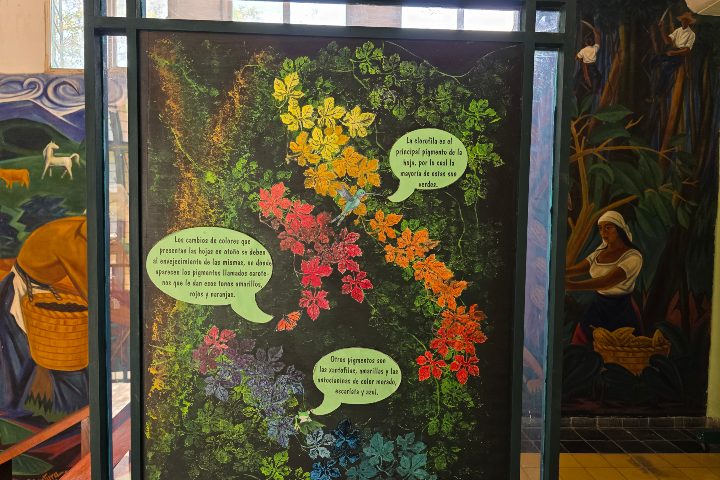 Ilustración y murales al fondo en la planta alta. Foto - Manuel Molina.