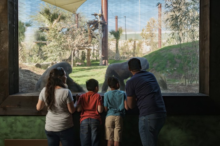 3. Congo Falls. Foto - San Antonio Zoo