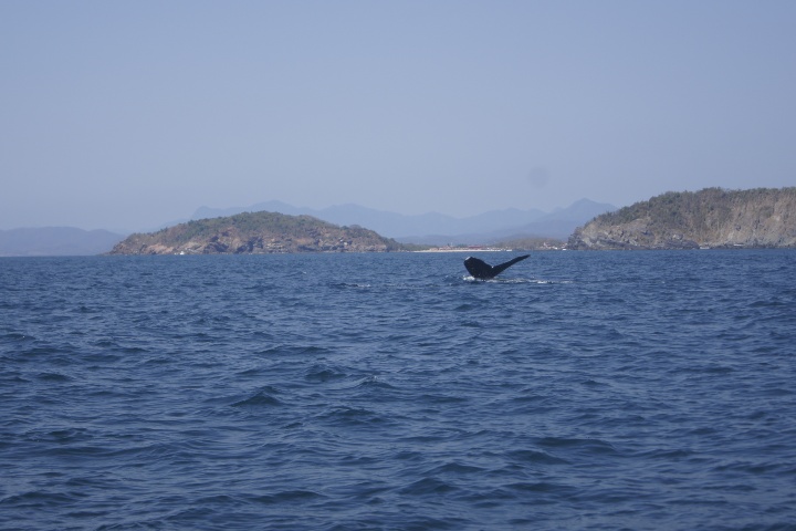 3. Cola de ballena en Ixtapa-Zihuatanejo. Foto - Gus Espinosa