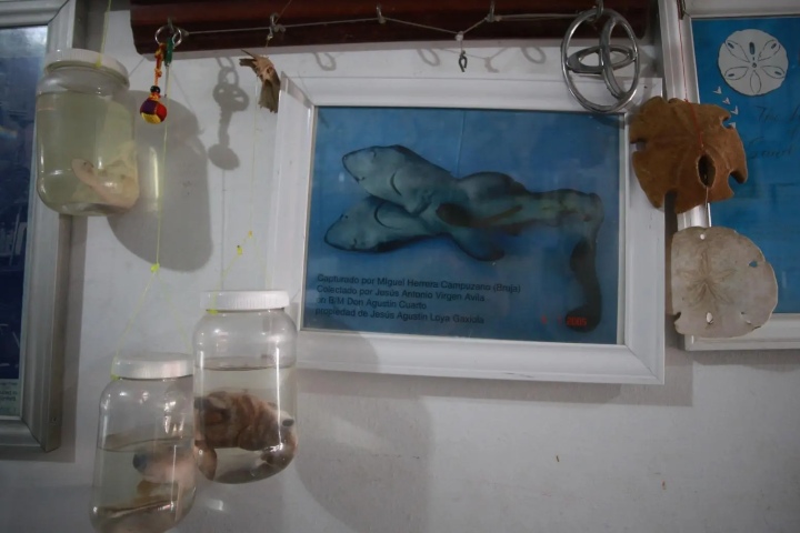 3. Tiburón de 2 cabezas en la Casa Museo Homenaje al Pescador. Foto - Periódico Noroeste