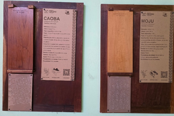 Exposiciones de maderas chiapanecas con sistema braille en el Museo Botánico. Foto - Manuel Molina.