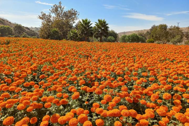 4. Flores de cempasúchil en el Rancho Contreras Trujillo. Foto - Rancho Contreras Trujillo (Facebook)