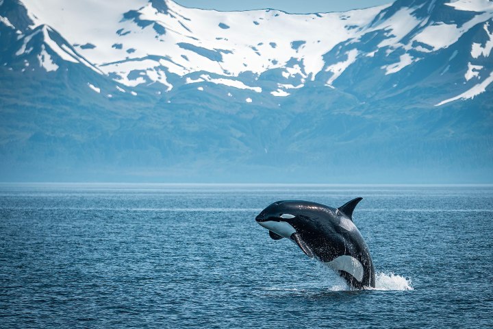 5. Orca en alaska. Foto - @scottydavispics (Instagram)