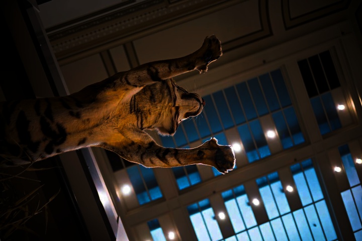 5. Tigre disecado del Museo Nacional de Historia Natural, Washington D.C. Foto - Alamy