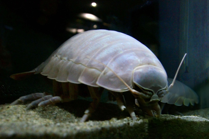 5. Isópodo gigante. Foto - Getty Images