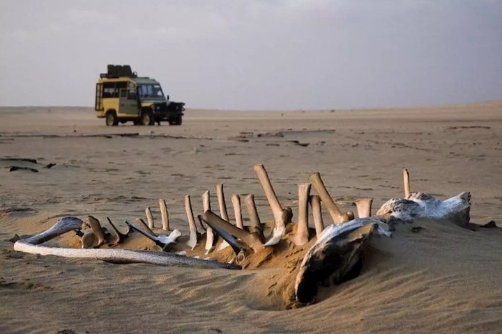 5. Restos de ballena. Foto - Audley Travel