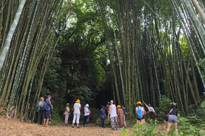Bosque de Bambú. Foto - Rehiletes
