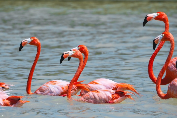 5. Flamencos rosados. Foto - @carlos.detrip (Instagram)