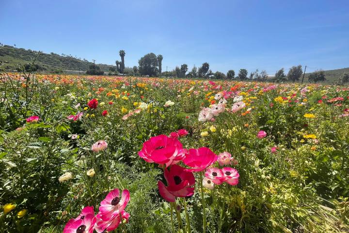 5. Campo de flores en el Rancho El Descanso. Foto - Rancho El Descanso (Facebook)