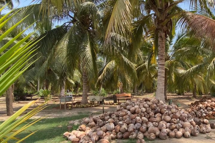6. Cocos en el Museo del Coco. Foto - Hotel del Pescador Beachfront (YouTube)
