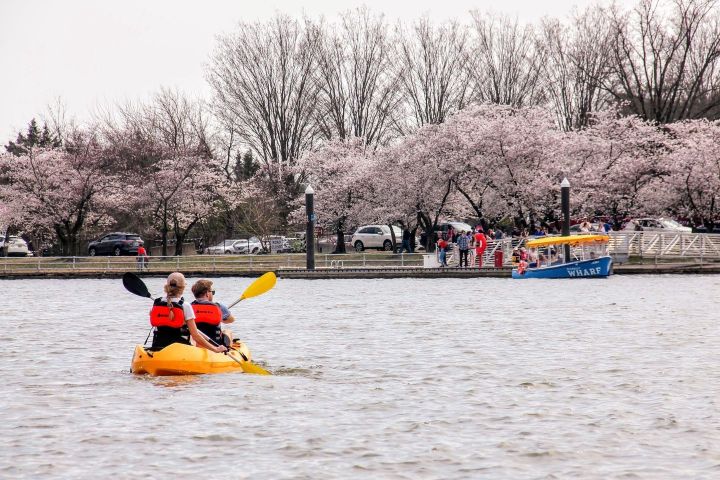 6. Kayak durante la temporada de cerezos en Washington D. C. Foto - @thewharfdc (Instagram)