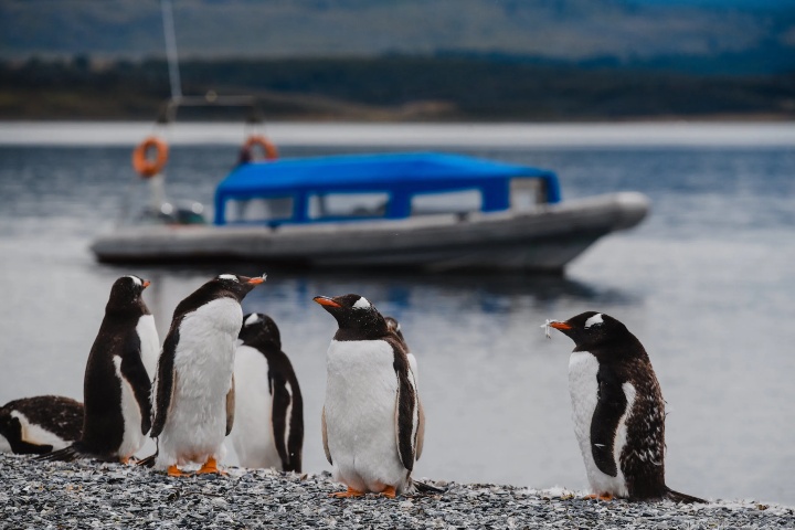 6. Isla de los Pingüinos. Foto - Ushuaia Tours