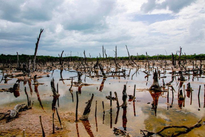 6. Bosque petrificado de Tampetén. Foto - Semanario Punto (Facebook)