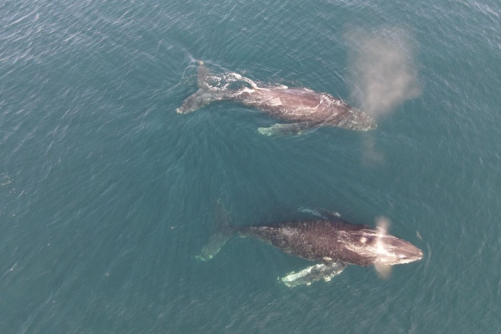7. Ballenas en Ixtapa-Zihuatanejo. Foto - Mero Adventure