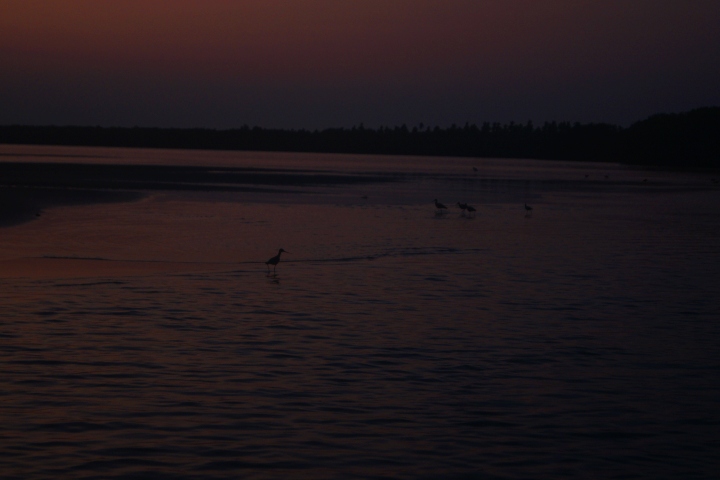 Aves durante el amanecer en la Barra de Potosí. Foto - Gus Espinosa