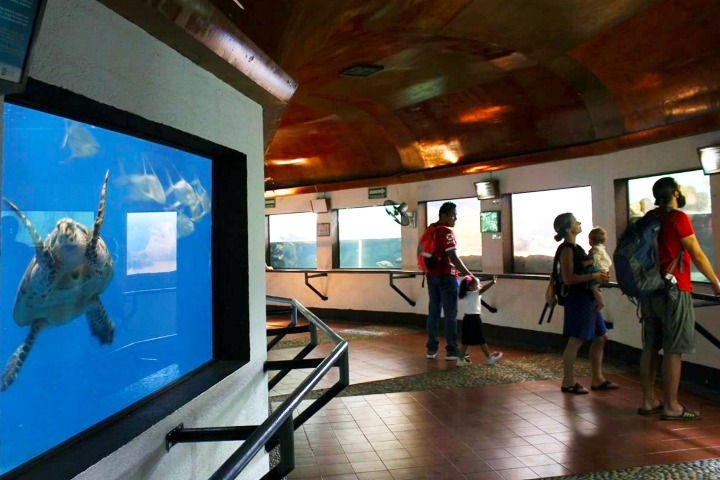 7. Centro Mexicano de la Tortuga. Foto - temca