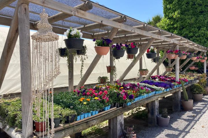 8. Flores en el Vivero El Descanso. Foto - Vivero El Descanso (Facebook)